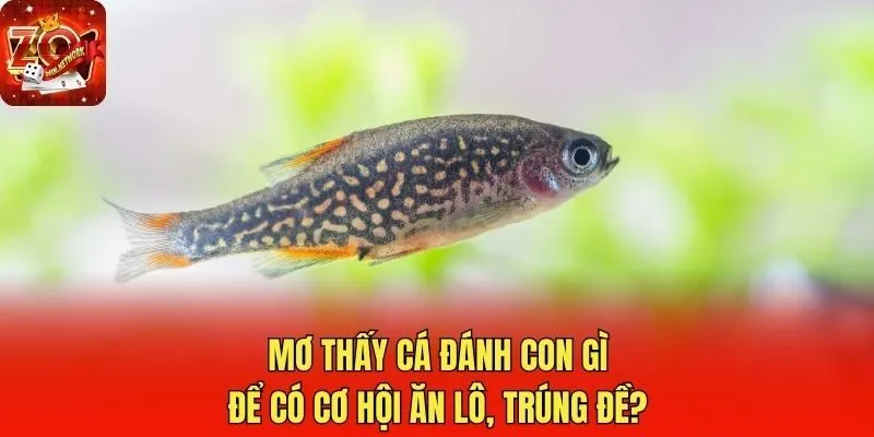 Mơ thấy cá đánh con gì để có cơ hội ăn lô, trúng đề?